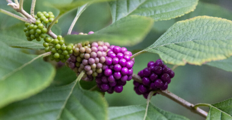 beautyberry