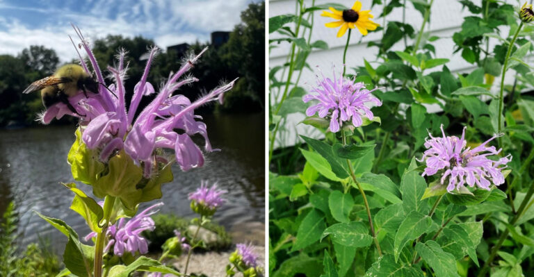 9 Reasons Wild Bergamot Handles Dry North Carolina Slopes Better Than Most Plants