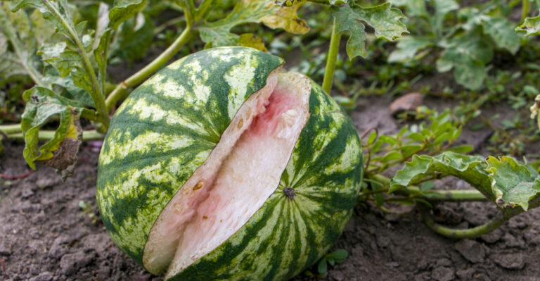 8 Reasons Your New Jersey Watermelons Are Cracking On The Vine