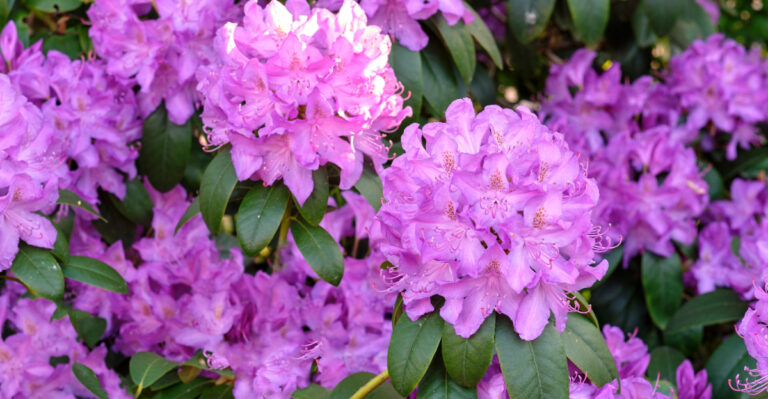 Rhododendron (featured image)
