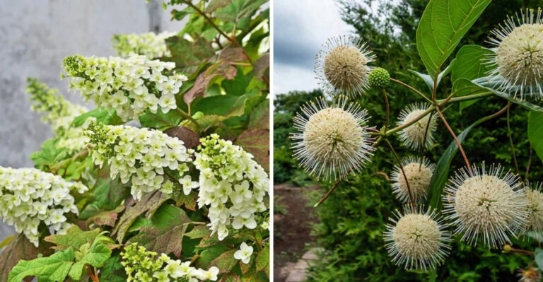 8 Shrubs That Handle Georgia Clay Soil Better Than Most Plants