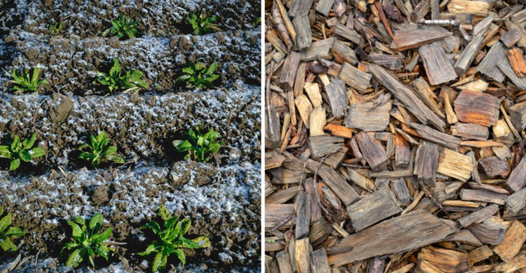 8 Simple No-Till Raised Bed Hacks For A Better Minnesota May Garden