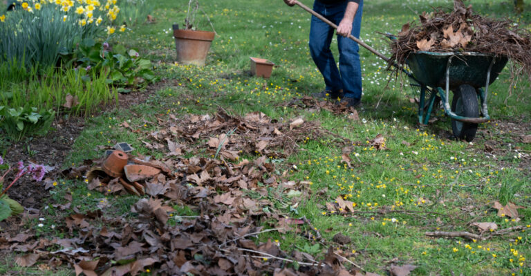 yard cleanup