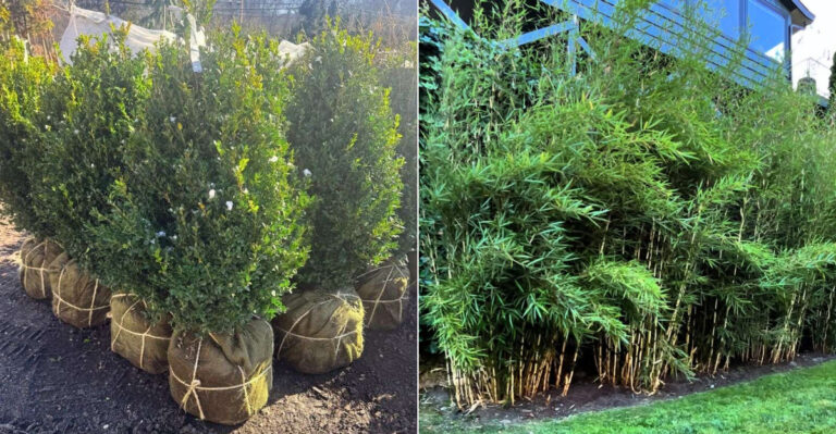 Florida Boxwood and clumping bamboo