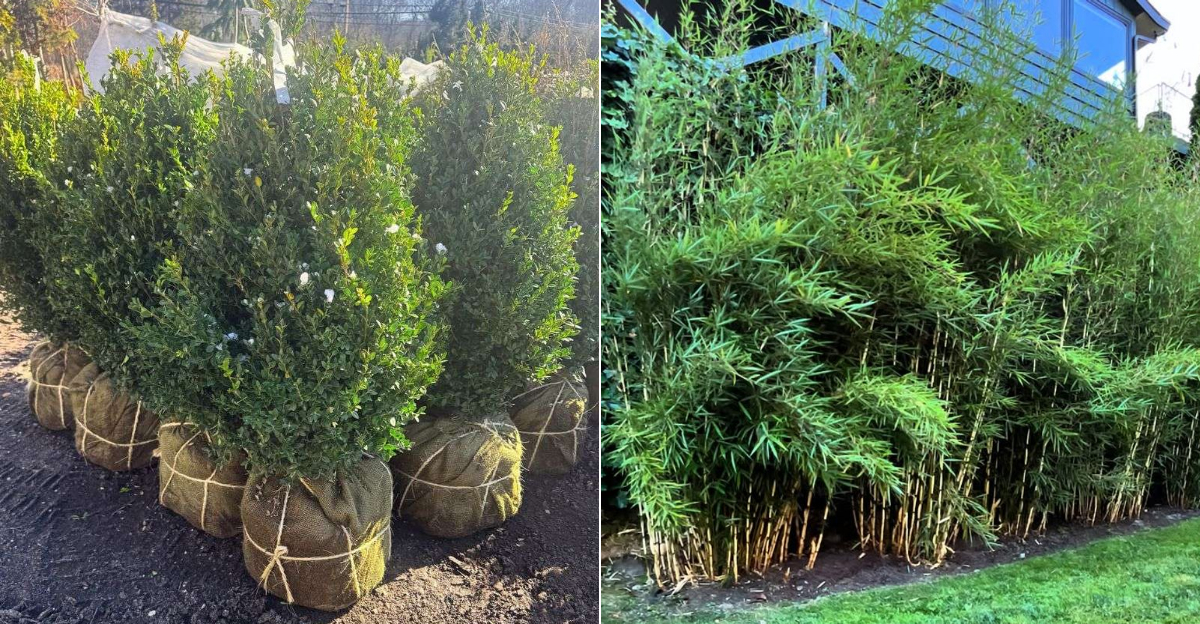Florida Boxwood and clumping bamboo