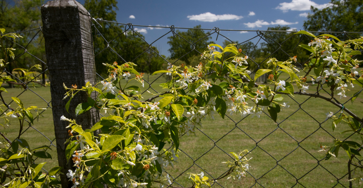 Star Jasmine