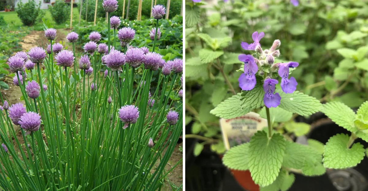chives and catmint
