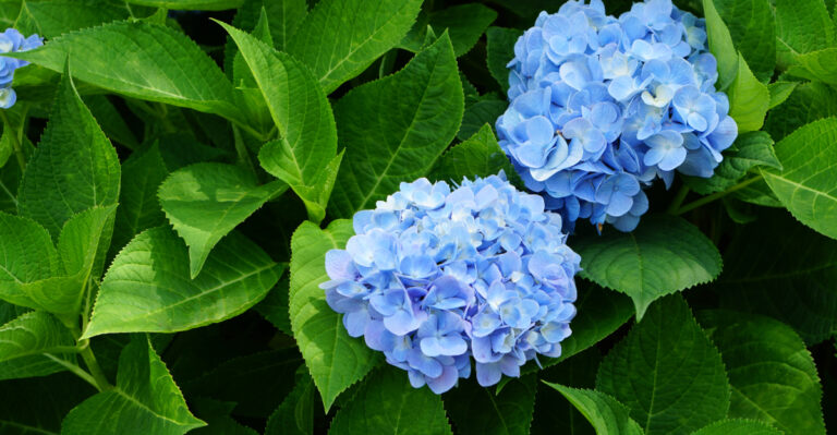 Hydrangea (featured image)
