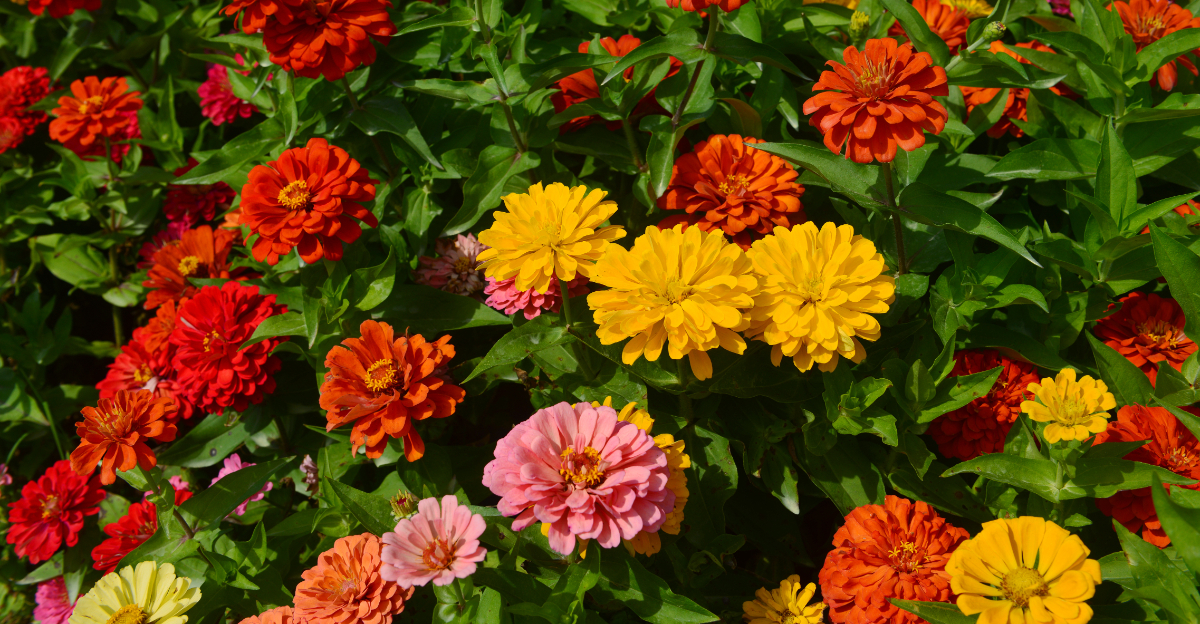 plants (featured image)