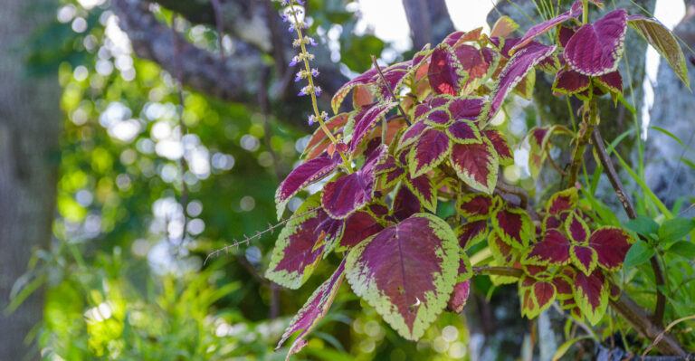 8 Texas Patio Shade Plants That Still Look Full And Fresh In Summer