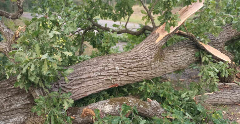 oak tree fall