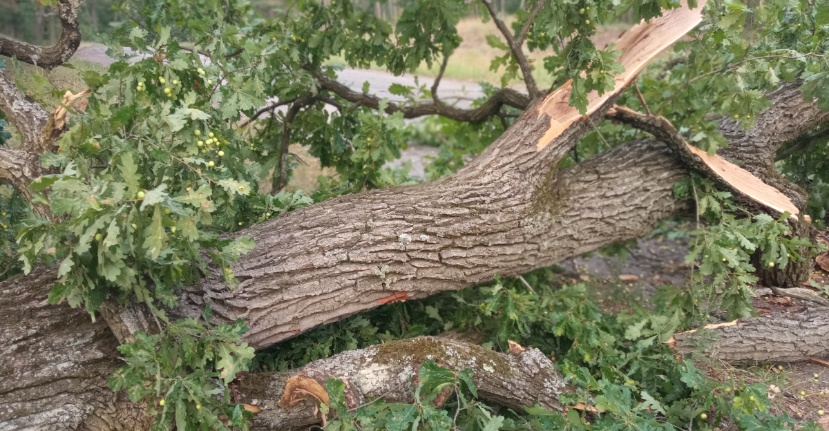 oak tree fall