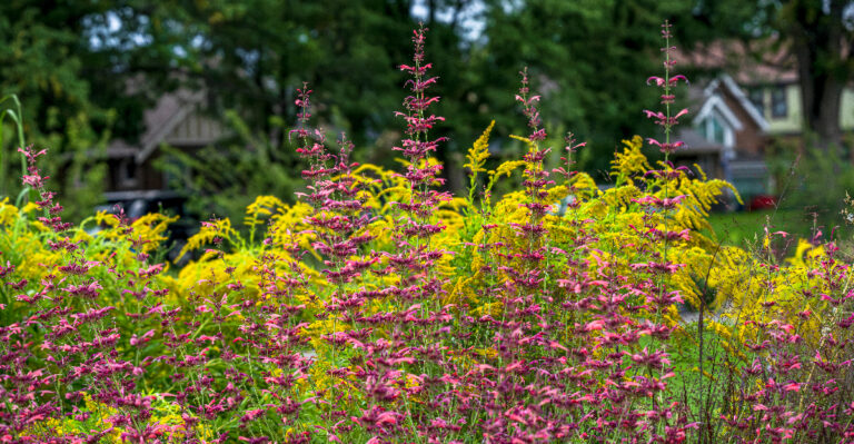 © Image Credit: Susan Hodgson / Shutterstock