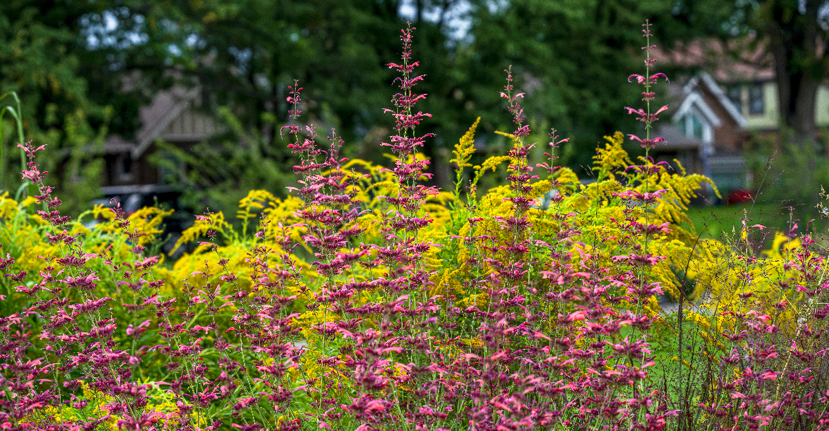 © Image Credit: Susan Hodgson / Shutterstock