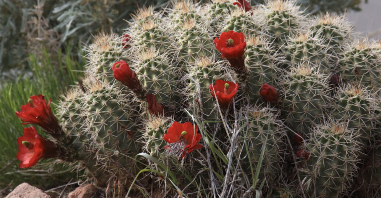 cactus (featured image)