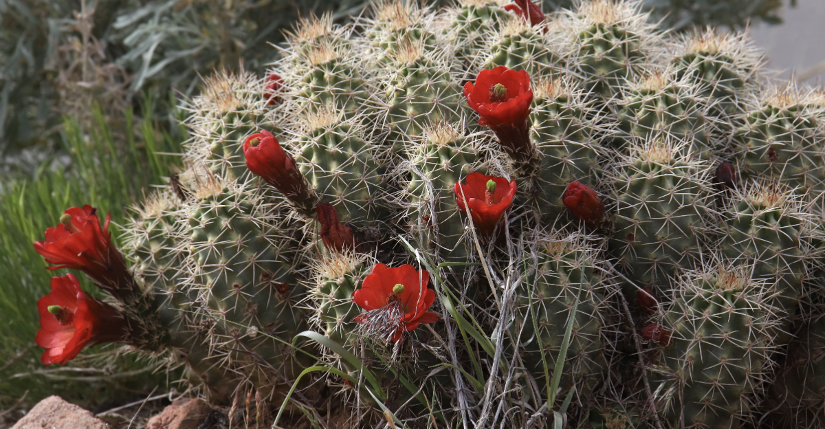 cactus (featured image)