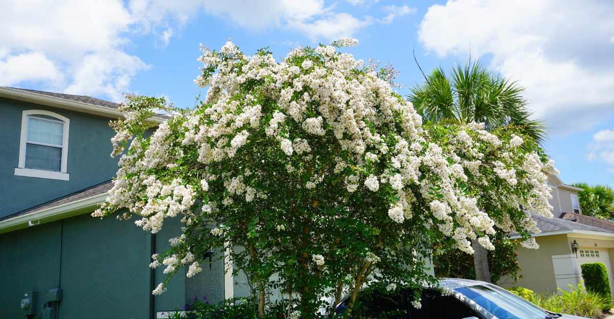plant (featured image)