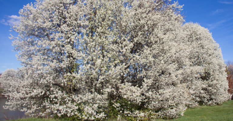 callery pear