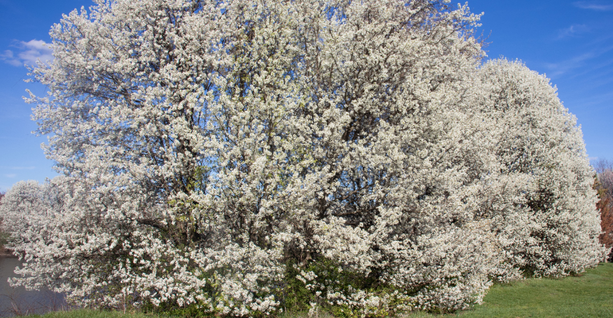 callery pear