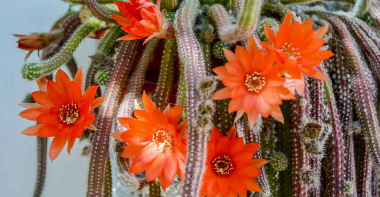 Rats Tail Cactus