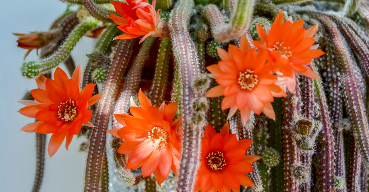 Rats Tail Cactus
