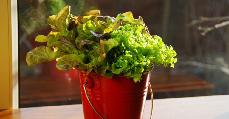 vegetables (featured image)