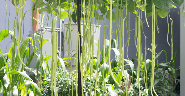 yardlong beans