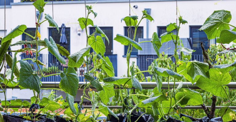 8 Vegetables That Grow Well Vertically In New Jersey Gardens