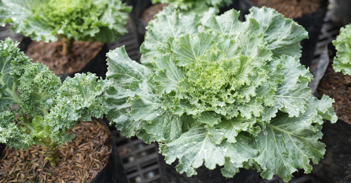 vegetables (featured image)