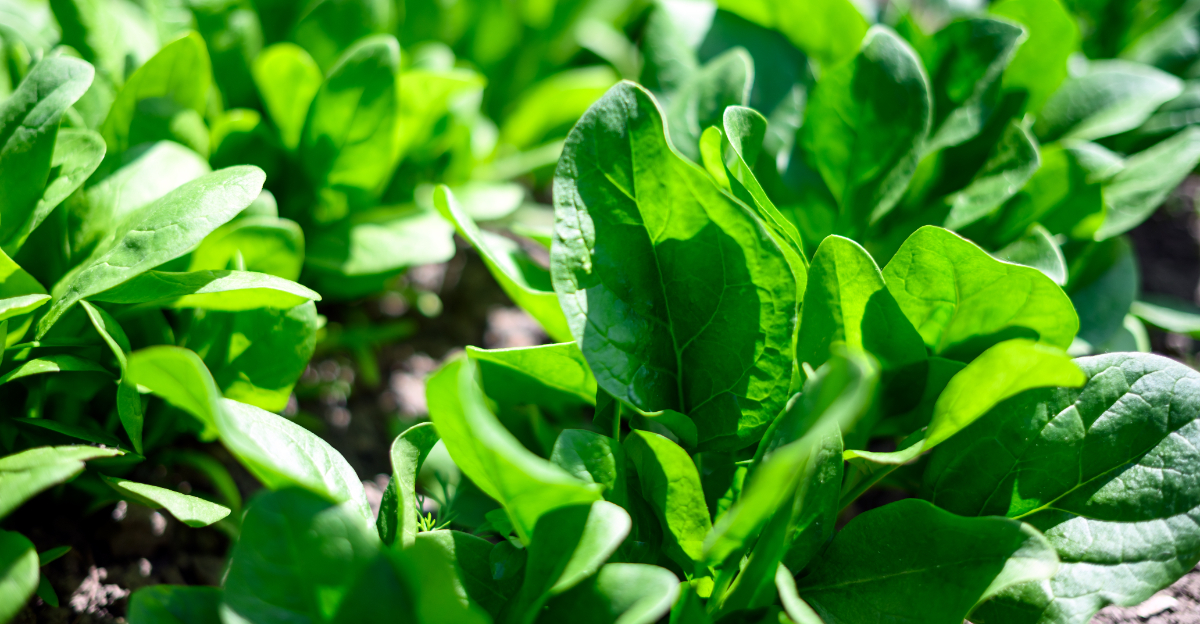 vegetable (featured image)