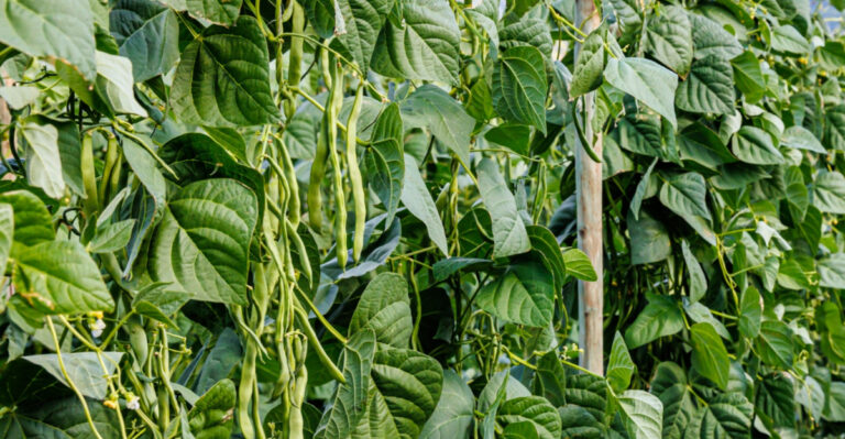 8 Vegetables That Love Growing Up And Climbing In Missouri Gardens