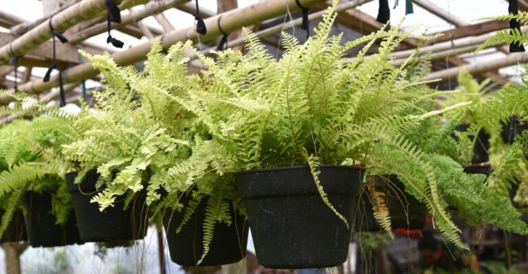 8 Washington Native Plants That Practically Look After Themselves