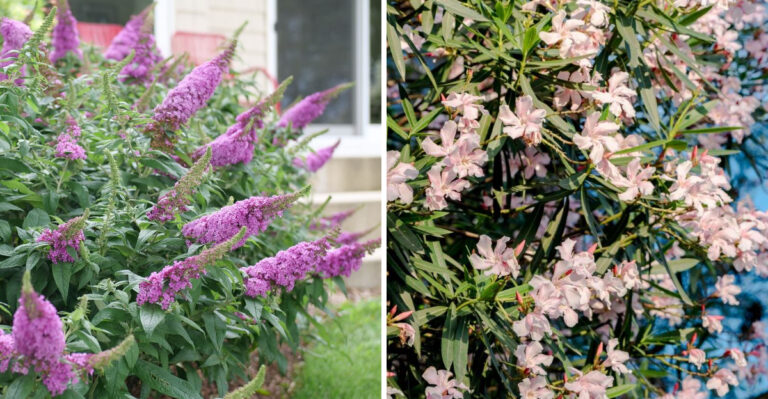 8 Washington Shrubs That Turn Into A Nightmare Every Summer
