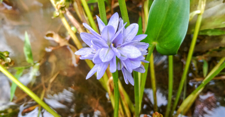 Pickerelweed