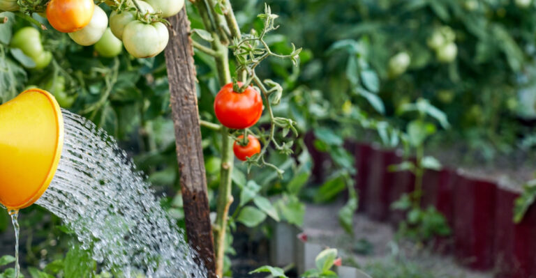 8 Watering Hacks Kentucky Gardeners Use For A Healthier Tomato Harvest