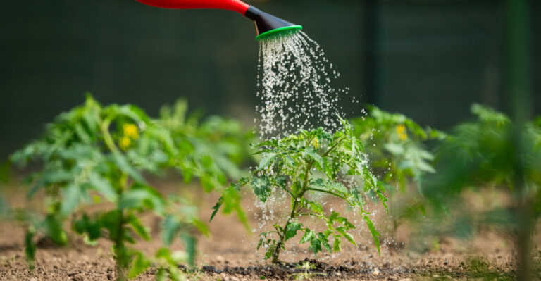 8 Watering Mistakes Illinois Gardeners Make In Summer That Leave Their Plants Struggling