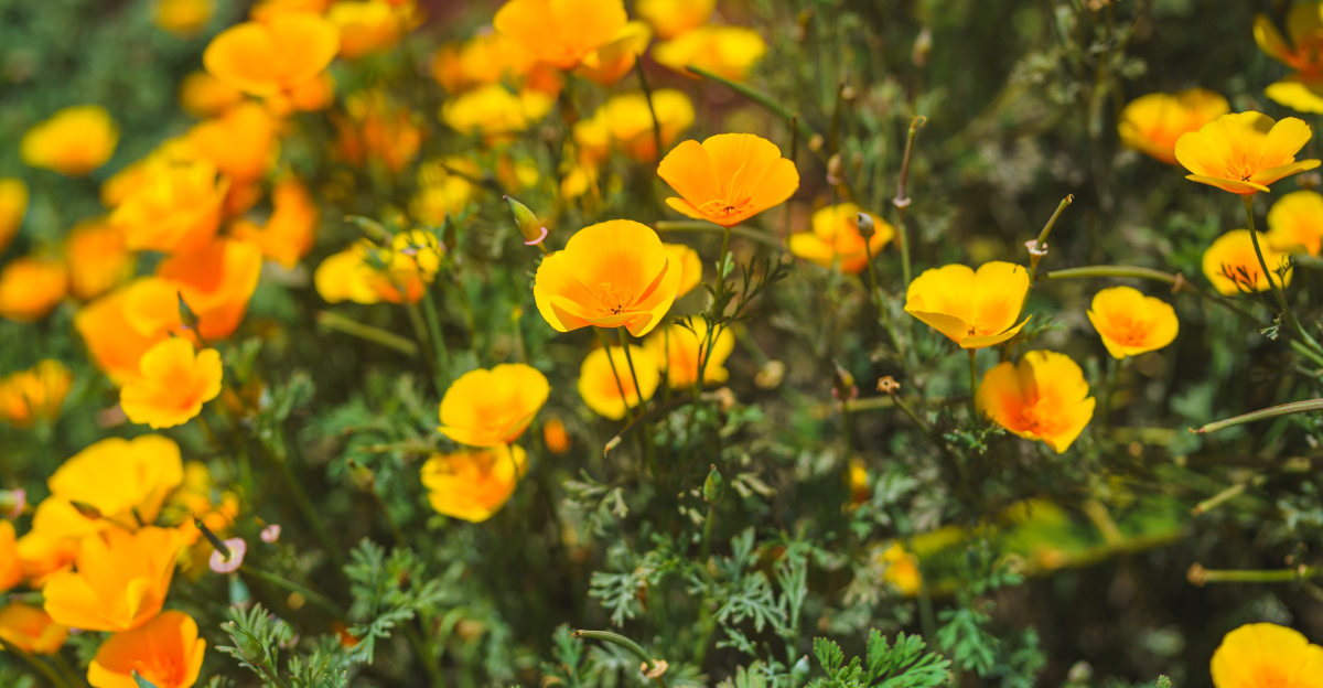 flowers (featured image)