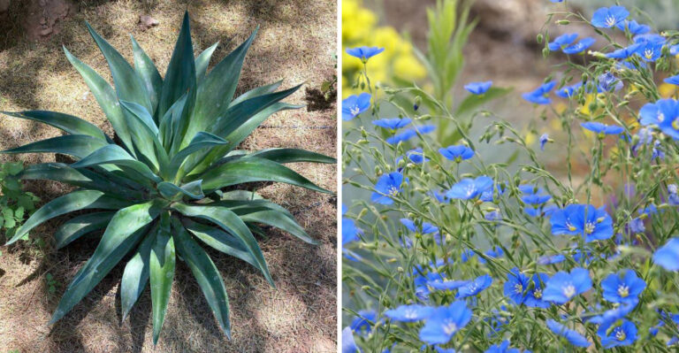 9 Arizona Plants That Can Struggle When Rock Mulch Gets Too Hot