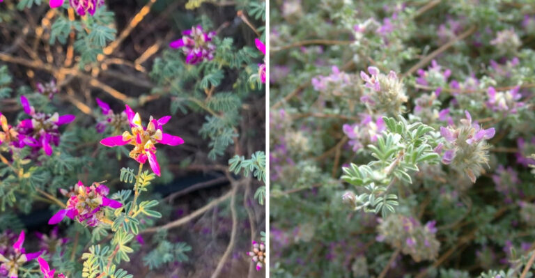 9 Arizona Plants That Handle Driveway Heat Without Leaf Scorch