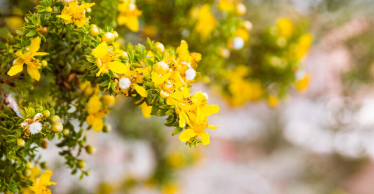 9 Arizona Plants That Handle Poolside Heat Better Than Most Shrubs