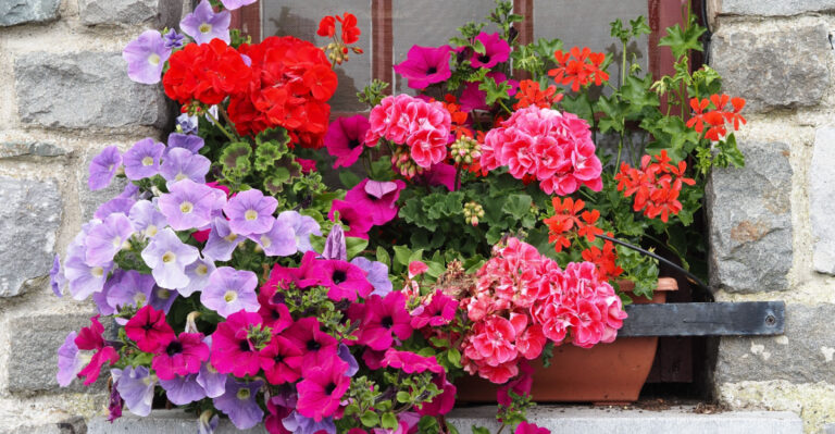 9 Beautiful Window Box Pairings For Oregon Homes