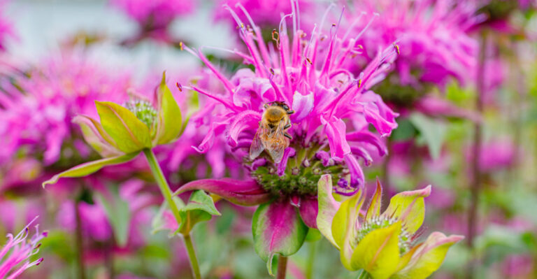 bee balm (featured image)