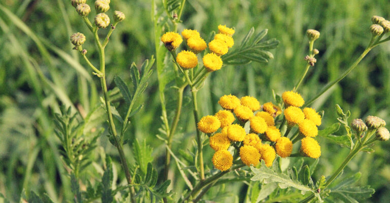 tansy