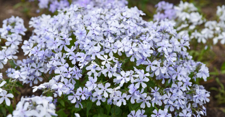 Phlox divaricata