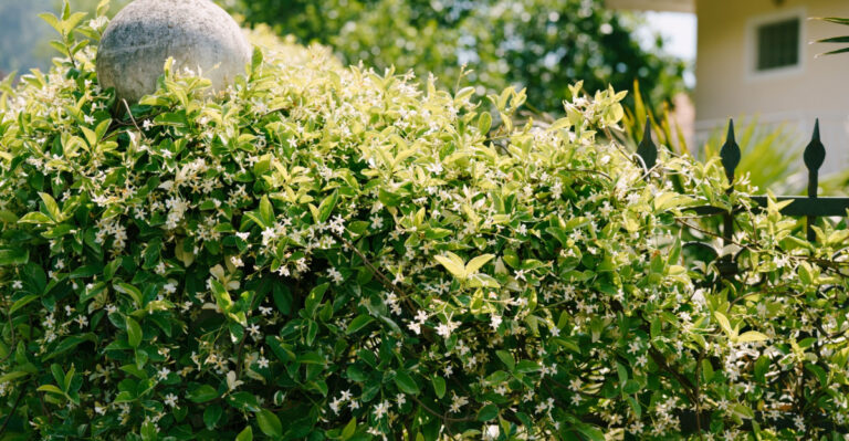 9 Climbing Plants That Give Your California Yard Privacy Without Taking Up Space
