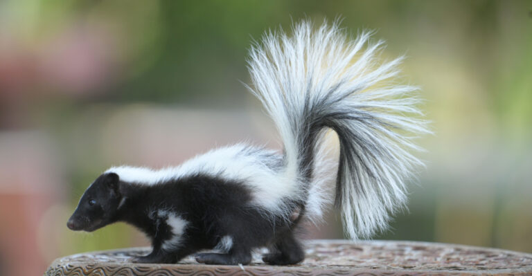 9 Clues A Skunk Is Secretly Living In Your New York Yard