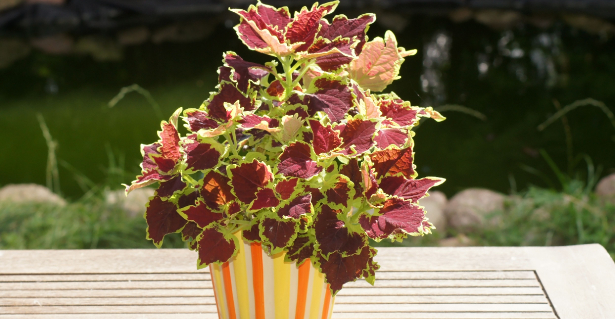 potted coleus