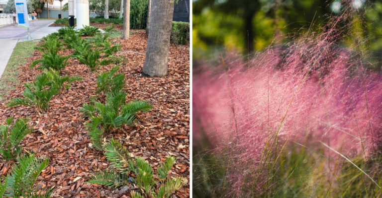 coontie and pink muhly grass