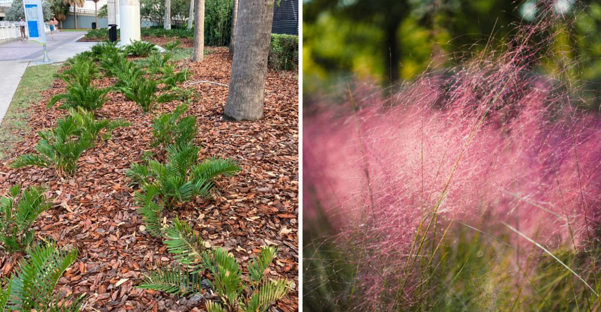 coontie and pink muhly grass