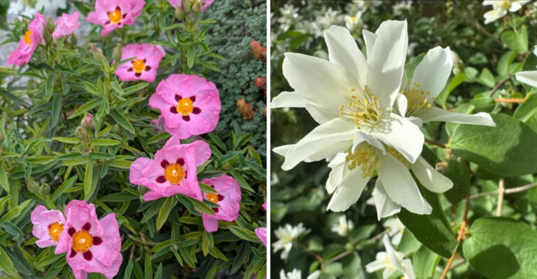 9 Flowering Shrubs That Love Southern Oregon Sun